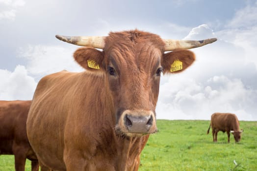 jersey cattle on green pasture in dingle county kerry ireland