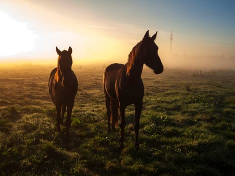 Two horses near the camera on a paddock in East Frisia look into the camera in the semi-dark sunrise with yellowish sunlight shining laterally from behind.
