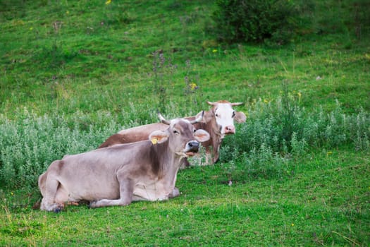 Two adjacent milk cows on an alpine meadow in Bavaria during the summer ruminating.