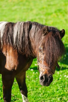 Head-view of a fly-strewn brown horse on green summery pasture.