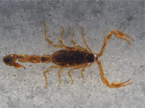 Golden China Scorpio - Preparation