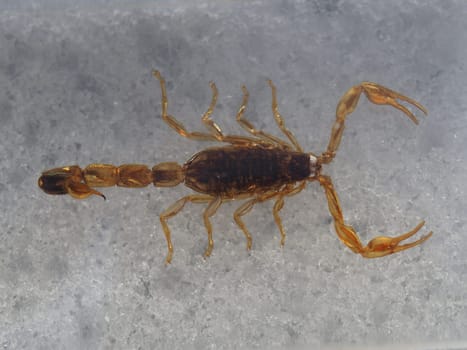 Golden China Scorpio - Preparation