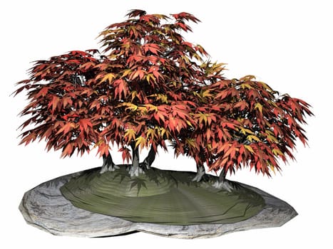 Japanese maple tree bonsai isoalted in white background - 3D render