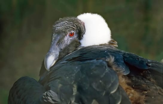 Close up of a Andean Condor