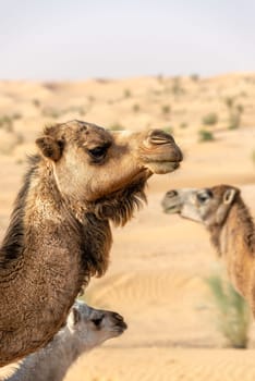 Vertical view of three camels in the Sahara Desert in Tunisia