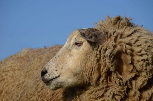 sheep