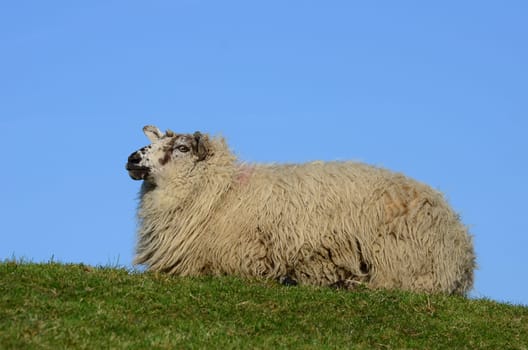 sheep