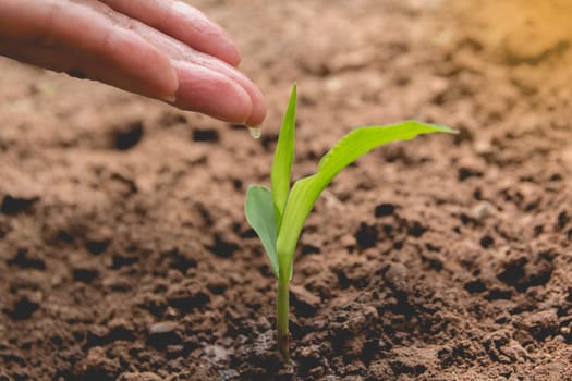 Seedling concept by human hand watering young tree over green background