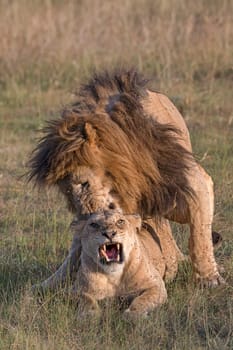 Lion (Panthera leo) mating,Masai Mara,Narok County,Kenya