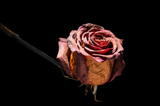 Studio shot of a dried red rose on glass plate in spot light in front of black background.