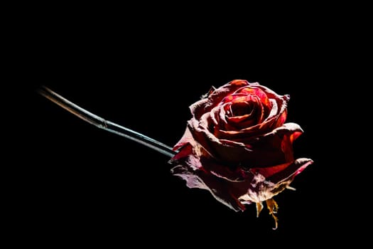 Studio shot of a dried red rose on glass plate in spot light in front of black background.