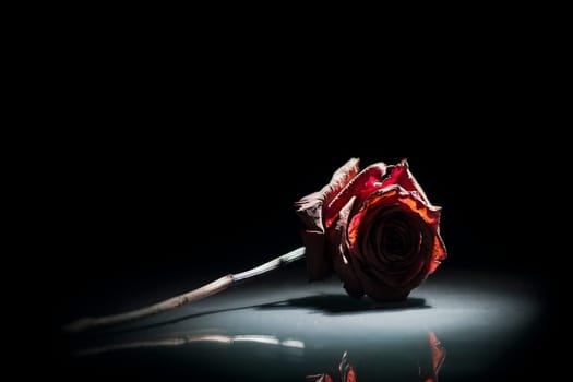 Studio shot of a dried red rose on glass plate in spot light in front of black background.