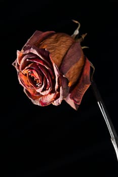 Studio shot of a dried red rose in spot light in front of black background.