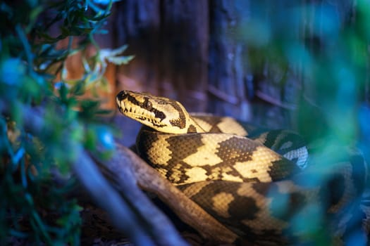 Close-up of a Jungle Carpet Python (lat: Morelia spilota cheynei) in the undergrowth.