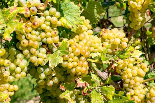 Ripe yellow grapes hang in the direct backlight of the sun on the bush