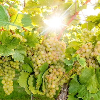 Ripe yellow grapes hang in the direct backlight of the sun on the bush