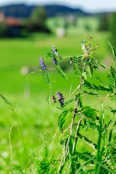 Fence Wicke (lat: Vicia sepium) along the way in front of summerly green alpine meadow.