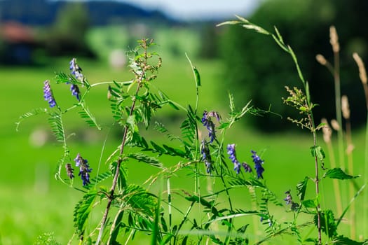 Fence Wicke (lat: Vicia sepium) along the way in front of summerly green alpine meadow.