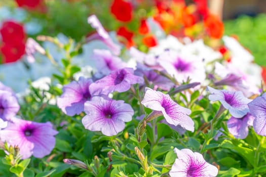 Flowers of purple and red color in field for background