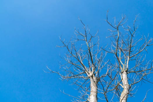 Top of dry wood with blue sky.