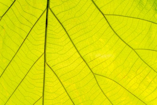 Leaf green of fibers for the background