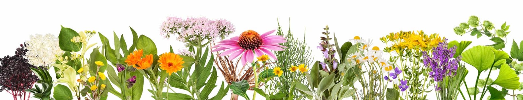 Various medical plants