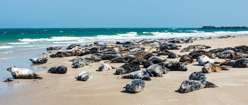 Gray seal colony on Helgoland