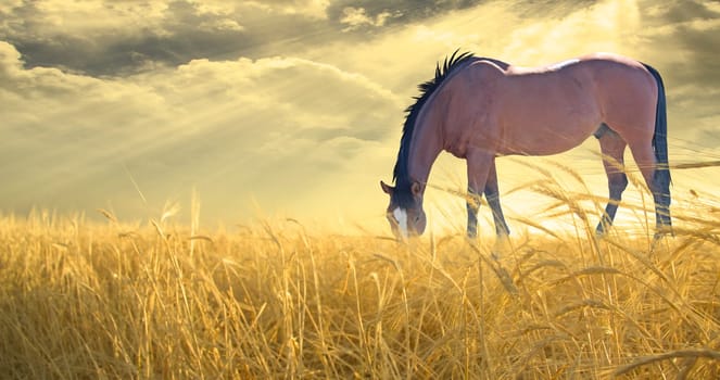 Horse grazing in field of golden wheat