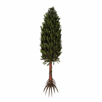 Asterophyllites is one of the many plants of the Carboniferous that used to grow up to gigantic proportions: as big as an average tree.