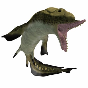 Edestus is a prehistoric shark that lived in the Carboniferous Period of England, Russia and North America.