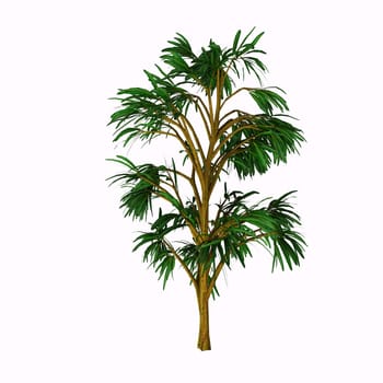 Cordaites is an important genus of extinct gymnosperms which grew on wet ground in the similar to the Everglades in Florida during the Upper Carboniferous Period.