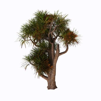 Cordyline australis, commonly known as the cabbage tree, cabbage-palm or tī kōuka, is a widely branched monocot tree endemic to New Zealand.