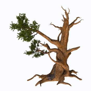 Pinus aristata, the Rocky Mountain bristlecone pine, is a species of pine native to the United States. It appears in the Rocky Mountains in Colorado and northern New Mexico, with an isolated population in the San Francisco Peaks in Arizona.