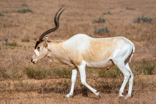 Addax walking in Jebil National Park in Tunisia