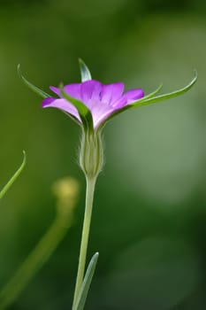 The close-up and side view on the purple blossom of a corncockle.