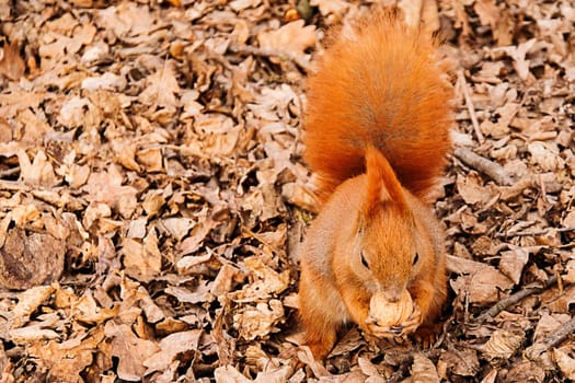 the red squirrel on the ground eats a walnut