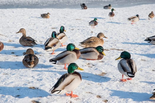 Duck on snow, ice. Wildlife of bird in winter photo