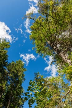 Wide-angle bottom view of spruce trees towering steeply into the blue sky with white clouds on a mountainside at lake Plansee in Austria.