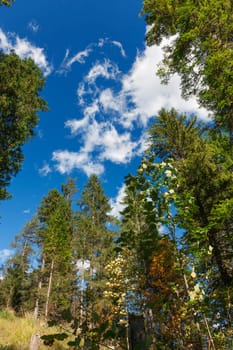 Wide-angle bottom view of spruce trees towering steeply into the blue sky with white clouds on a mountainside at lake Plansee in Austria.