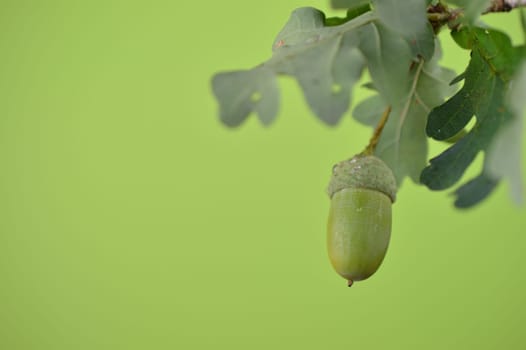 green acorns with oak leaves on branches close up in front of green background with copy space