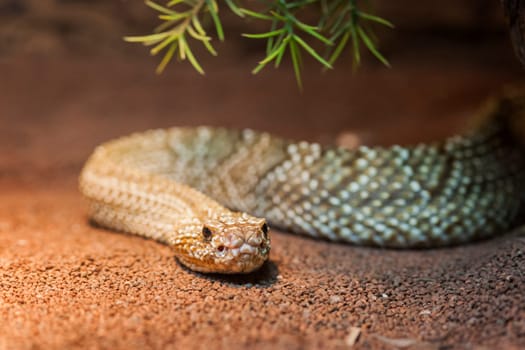 Basilisks rattlesnake (lat: crotolus basiliscus) in a terrarium under green prickly branches.