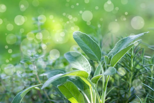 fresh herbs in a garden