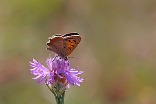 Small copper Lycaena phlaeas