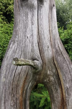 Erection - bizarrely shaped tree branch looking like a phallus - detail of the tree trunk