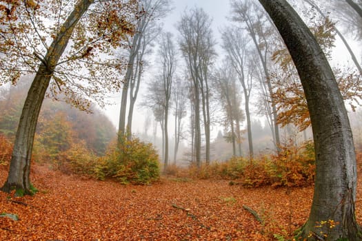 Misty haze in a beechwood in autumn - fish eye lens view
