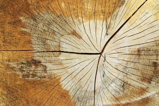 Cut tree trunk - texture of the wood - annual rings