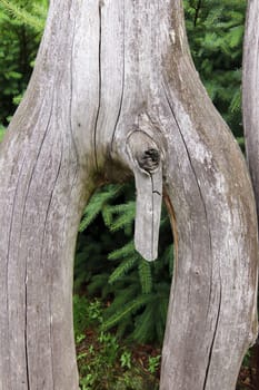 Bizarrely shaped tree branch looking like a phallus - detail of the tree trunk
