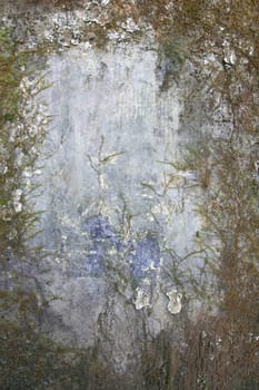 Old dirty wall covered with moss and mold - grunge texture