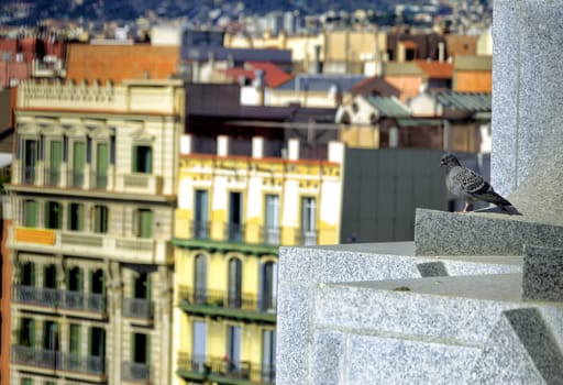Pigeon on the cathedral roof in the center in Barcelona, Spain