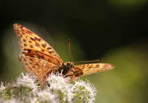 Silver-washed fritillary Argynnis paphia from Slovenia